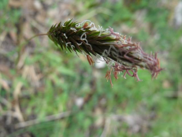Anthoxanthum odoratum